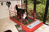 TAPIS ROULANT SEC INCLINE - BOUVIER BERNOIS 104